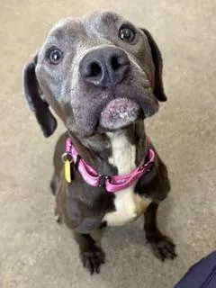 Tootsie