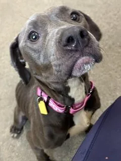 Tootsie thumbnail 3