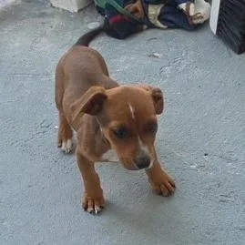 A young small-sized female Brown / Chocolate Pit Bull Terrier dog named Liberty for adoption in Hobe Sound, FL