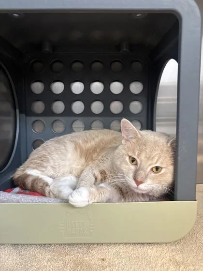 An adult large-sized male Domestic Short Hair cat named Churro for adoption in Lafayette, IN
