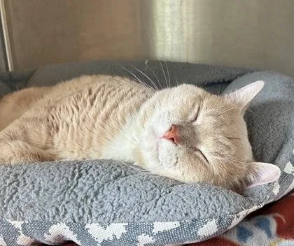 Churro thumbnail 2