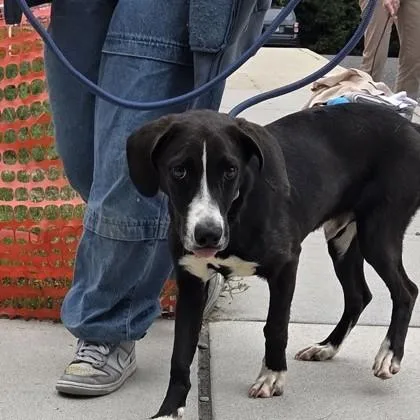 An adult medium-sized male Hound dog named Lark for adoption in Voorhees, NJ