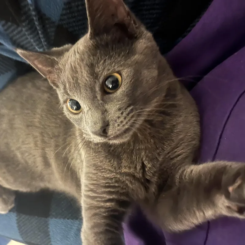 A baby small-sized male Gray / Blue / Silver American Shorthair cat named Thadka for adoption in Highland Park, NJ