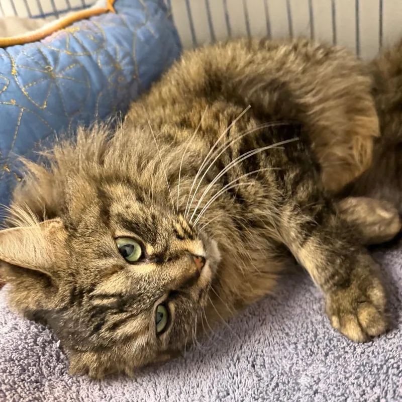A young medium-sized female Brown / Chocolate Domestic Long Hair cat named Violet for adoption in Blairsville, GA