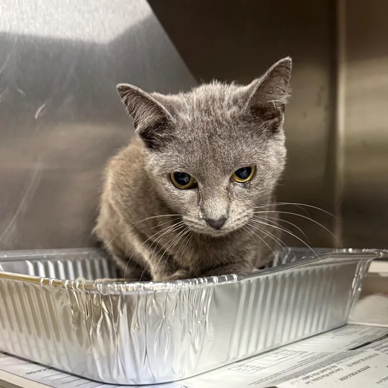 An adult medium-sized female Gray / Blue / Silver Domestic Short Hair cat named Alaston for adoption in Pauls Valley, OK