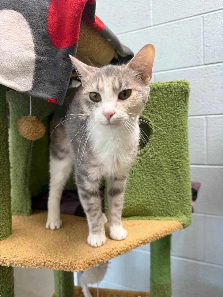 A baby medium-sized female Domestic Short Hair cat named Peaches for adoption in Johnson City, TN