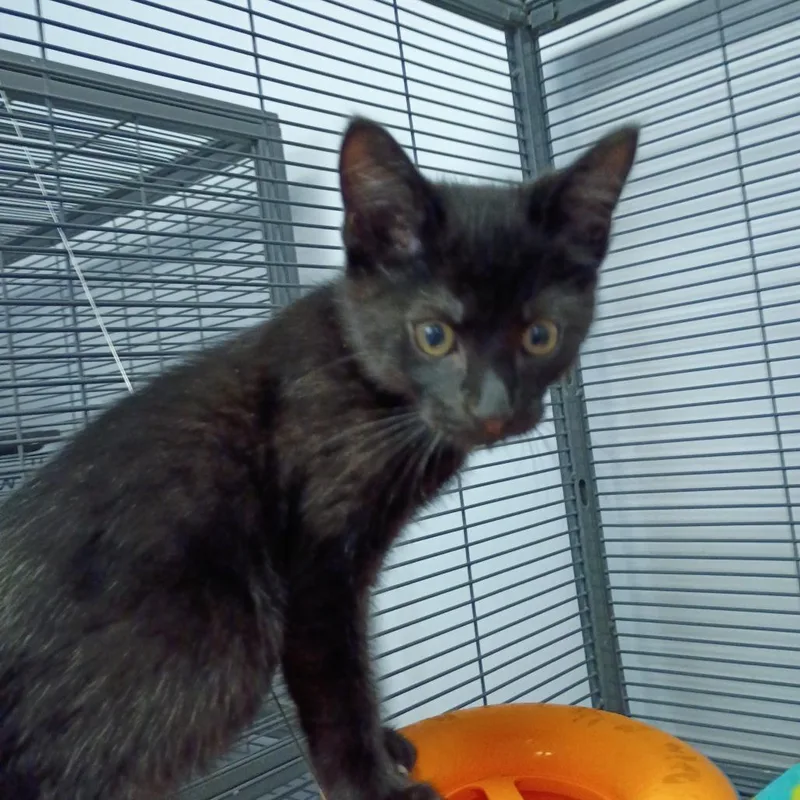 A baby small-sized male Domestic Short Hair cat named Buzzy Boop for adoption in Muncie, IN