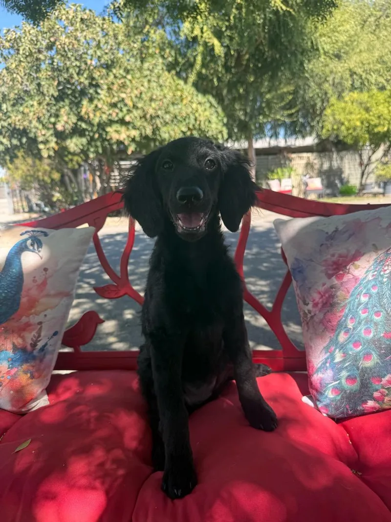 A young medium-sized female Black Goldendoodle dog named Dee Dee for adoption in Temecula, CA
