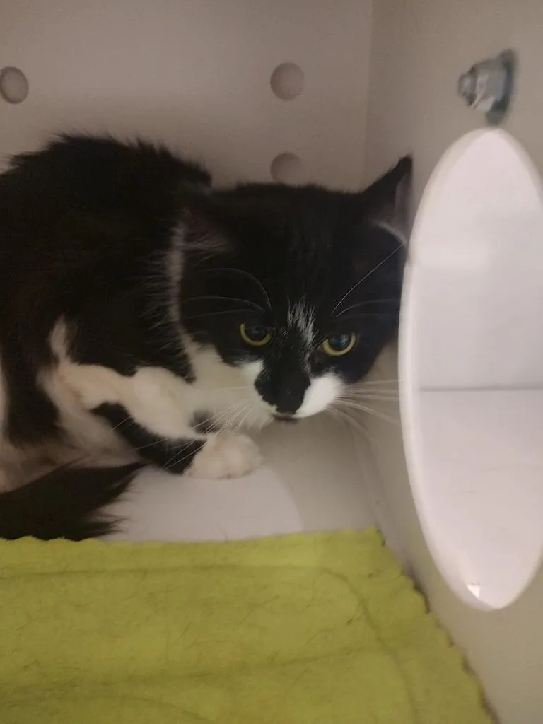 A young large-sized male Domestic Short Hair cat named Chester for adoption in Quincy, CA