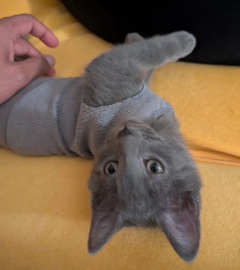 A baby medium-sized male Gray / Blue / Silver Russian Blue cat named Roland for adoption in Reeseville, WI