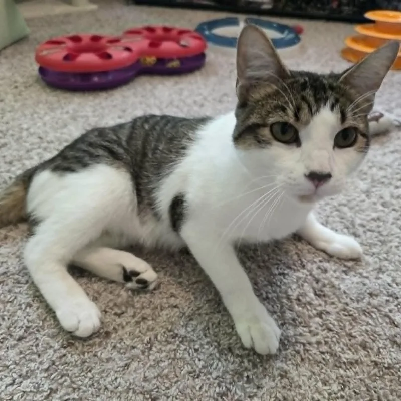 An adult medium-sized male Brown / Chocolate Domestic Short Hair cat named Hunter C for adoption in Princeton, MN