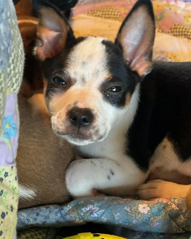 A baby medium-sized male Dachshund dog named Finn Puppy for adoption in Royal Palm Beach, FL
