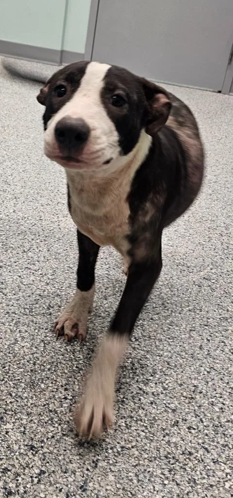 A baby medium-sized male Terrier dog named Pete for adoption in Athens, TN