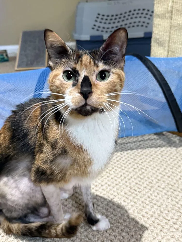 An adult medium-sized female Domestic Short Hair cat named Pennie for adoption in Milltown, NJ