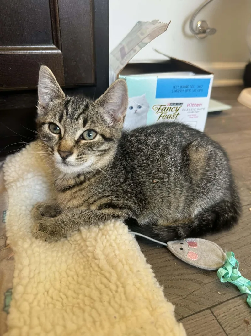 A baby medium-sized female Tabby (Brown / Chocolate) Domestic Short Hair cat named Eliza for adoption in Aberdeen, NC