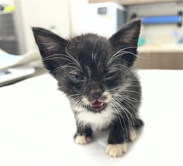 A baby small-sized female Domestic Short Hair cat named Pearl for adoption in Baytown, TX