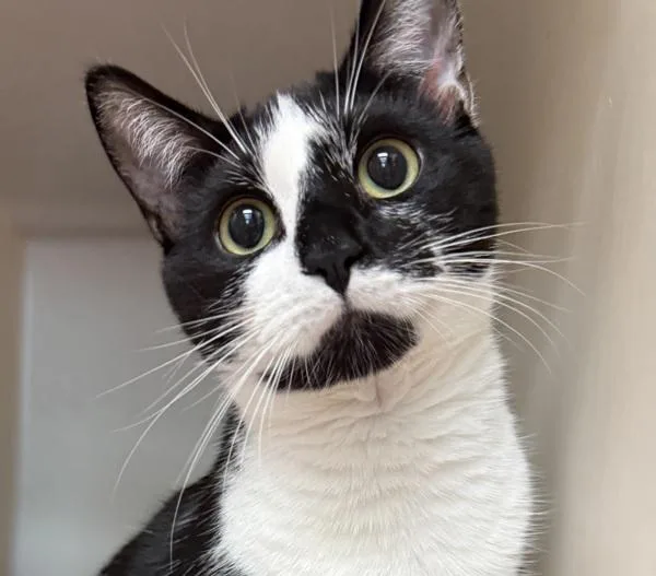 A young small-sized female Domestic Short Hair cat named Umbrellabird for adoption in Salisbury, MD