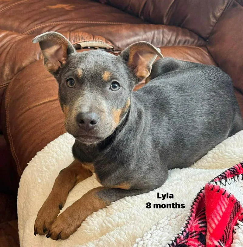Lyla The Kelpie Mix