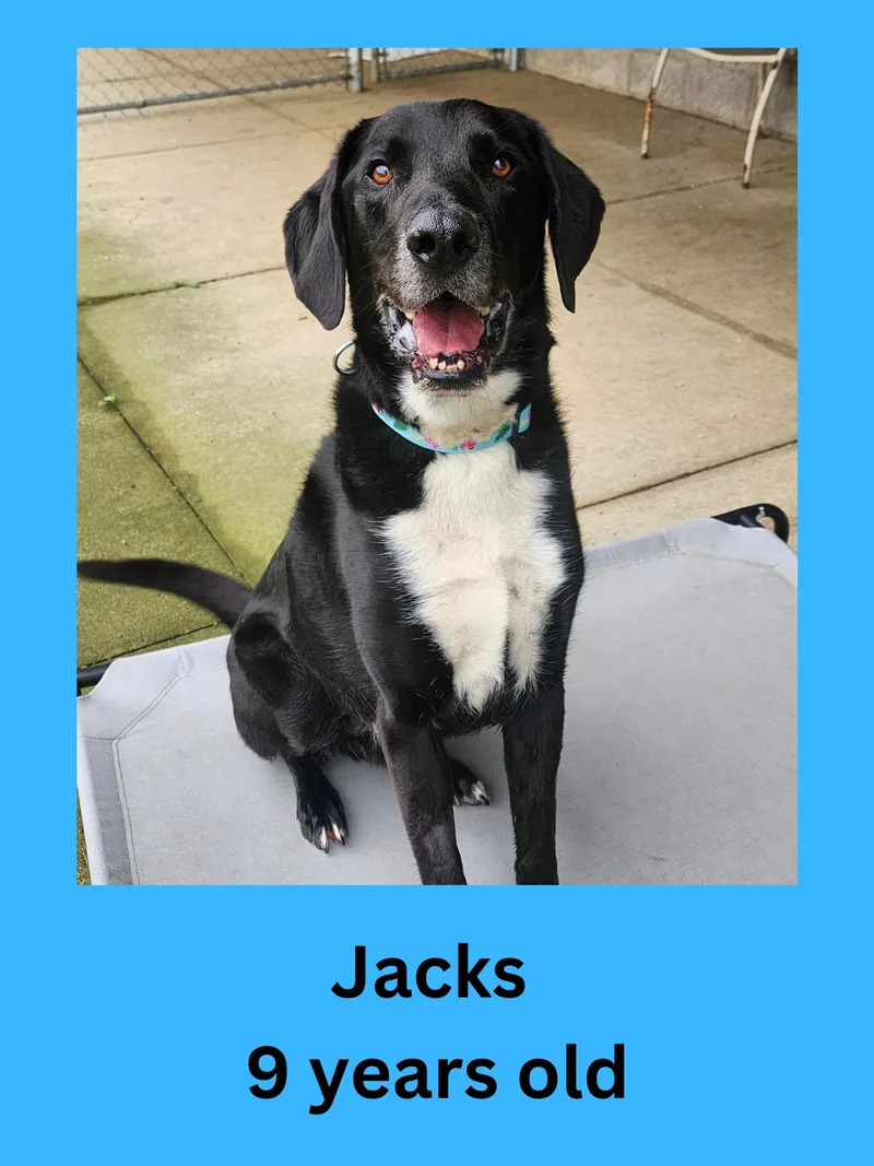 A senior large-sized male Black Labrador Retriever dog named Jacks for adoption in Ravenna, OH