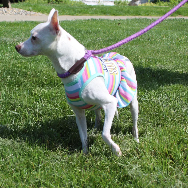 An adult small-sized female White / Cream Chihuahua dog named Duck for adoption in Heath, OH