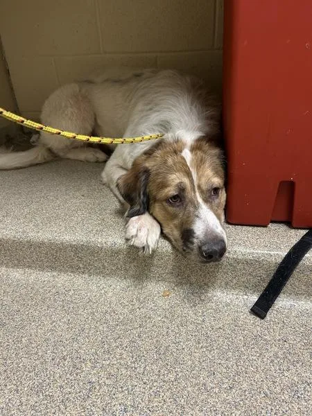 A young large-sized female Great Pyrenees dog named Lucy for adoption in Virginia Beach, VA