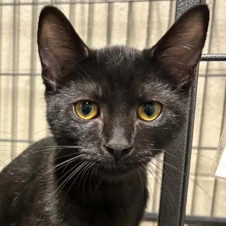 A baby small-sized male Black Domestic Short Hair cat named Pixel for adoption in Toms Brook, VA