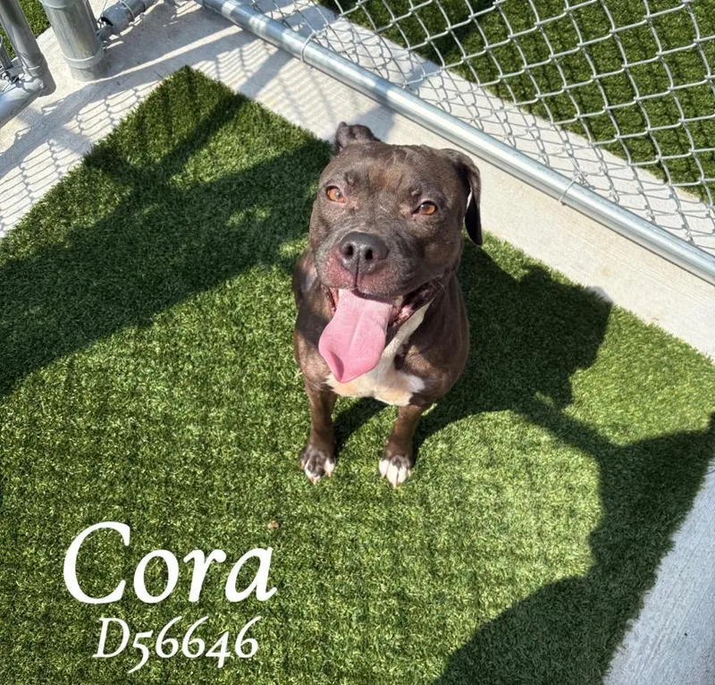 An adult medium-sized female Pit Bull Terrier dog named Cora for adoption in Clarksville, TN