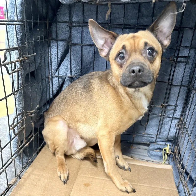 A young small-sized male Brown / Chocolate Mixed Breed dog named Asheko for adoption in Philadelphia, PA