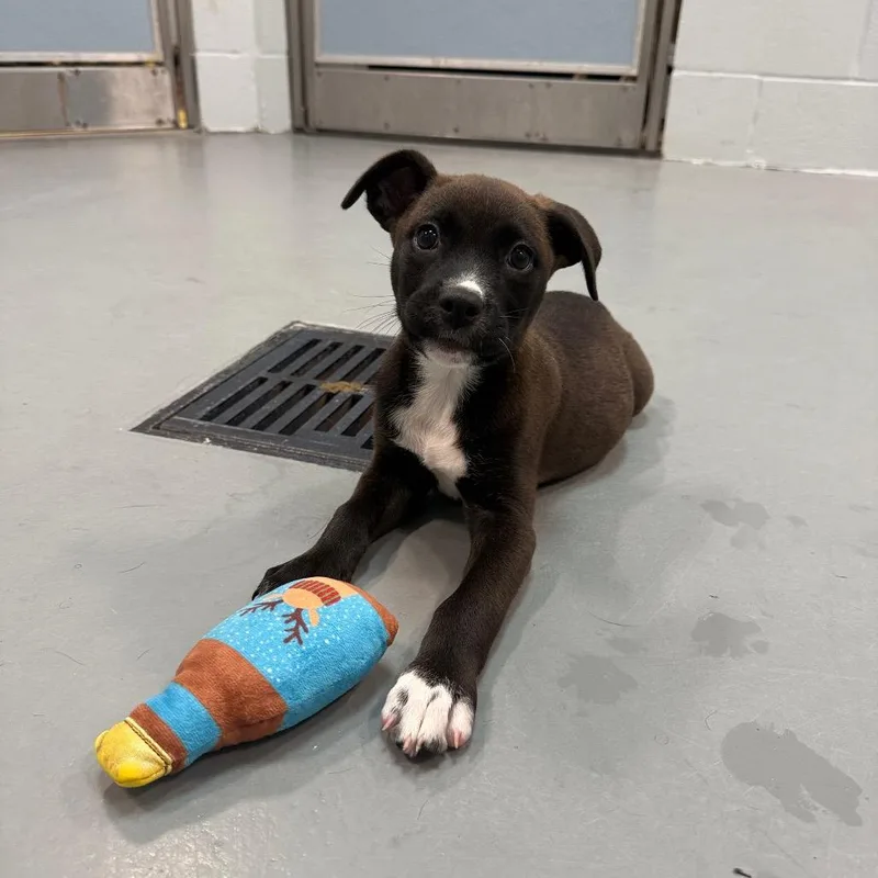 A baby small-sized female Black Mixed Breed dog named Sofia for adoption in Naples, FL