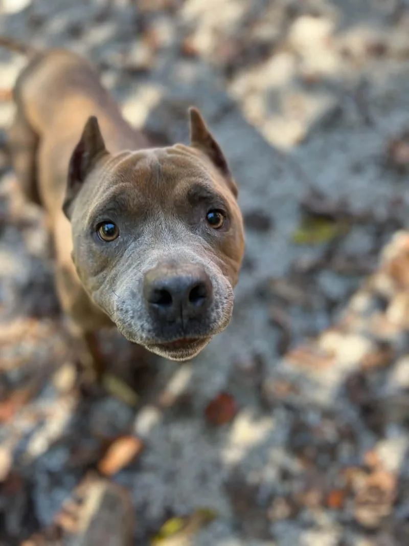 An adult medium-sized male Gray / Blue / Silver American Staffordshire Terrier dog named Bram for adoption in Ona, WV