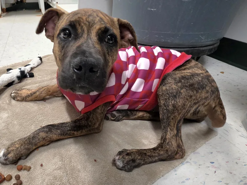 A young medium-sized female Pit Bull Terrier dog named Jordan for adoption in Danville, VA