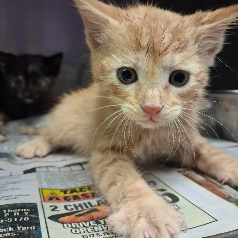 A baby small-sized male Orange / Red Domestic Short Hair cat named Sebastian for adoption in Lufkin, TX