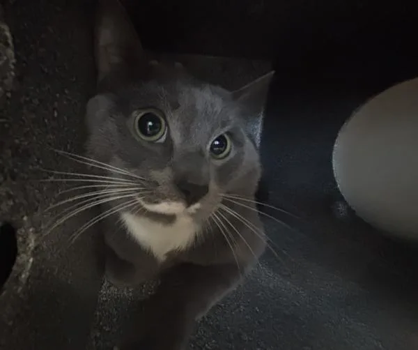 An adult medium-sized male Domestic Short Hair cat named Gandalf for adoption in New York, NY