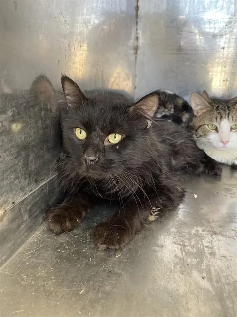A young medium-sized male Domestic Long Hair cat named A for adoption in Bakersfield, CA