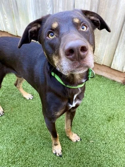 Shadoozy thumbnail 3