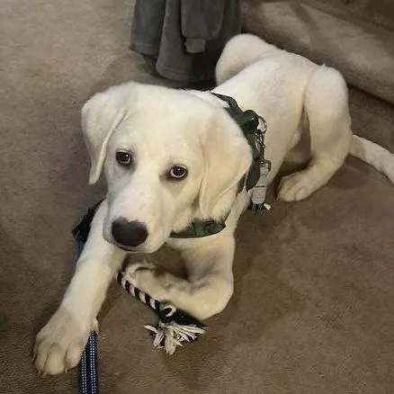 A young medium-sized male White / Cream Great Pyrenees dog named Dibs for adoption in Verona, NJ