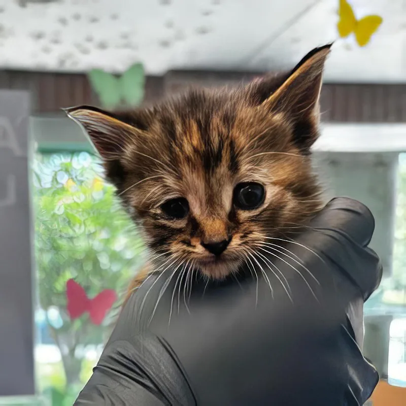 A baby medium-sized female Tabby (Brown / Chocolate) Domestic Short Hair cat named Lily Pad for adoption in Nashville, TN