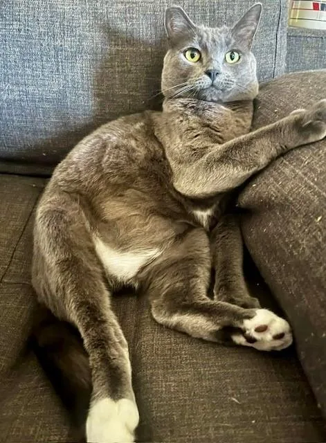An adult large-sized male Gray / Blue / Silver Domestic Short Hair cat named Calvin for adoption in Camarillo, CA