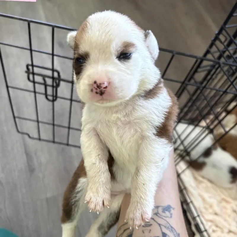 A baby small-sized female White / Cream Anatolian Shepherd dog named Erin for adoption in Tampa, FL