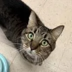 Fizgig thumbnail 2