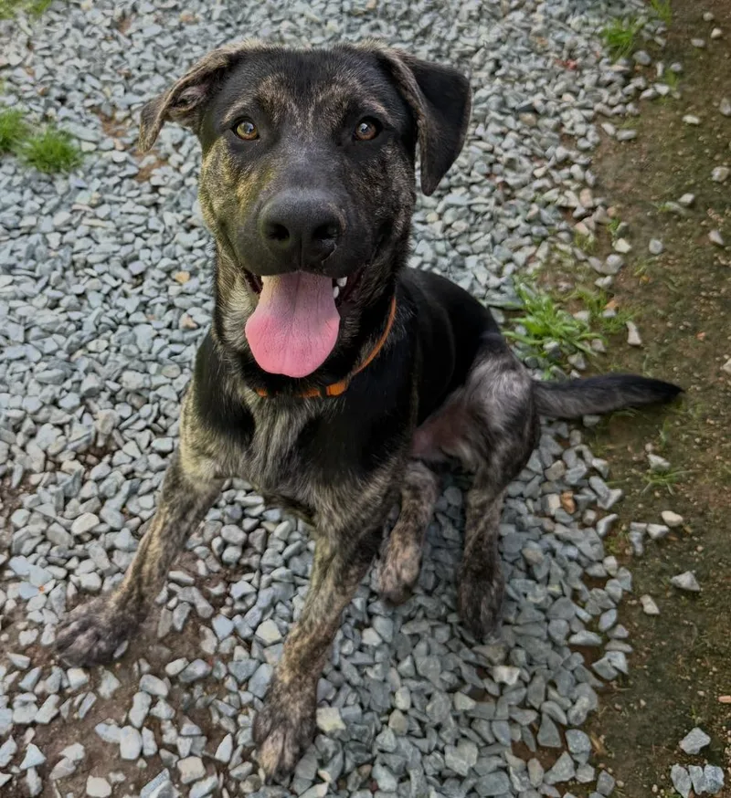 A young large-sized male Brindle Mixed Breed dog named Rocky POB for adoption in Shingle Springs, CA