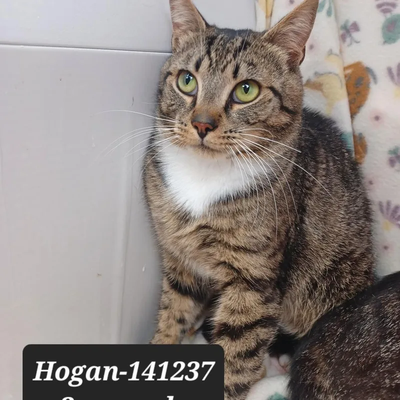 An adult small-sized male Domestic Short Hair cat named Hogan for adoption in New Tazewell, TN