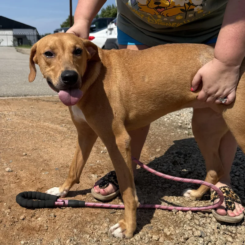 An adult medium-sized female Red / Chestnut / Orange Labrador Retriever dog named Debbie for adoption in Columbia, SC