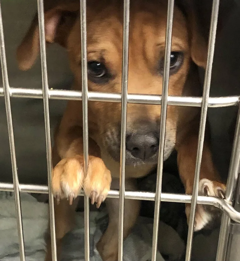 A baby medium-sized male Red / Chestnut / Orange Shepherd dog named Rio for adoption in Parma, OH