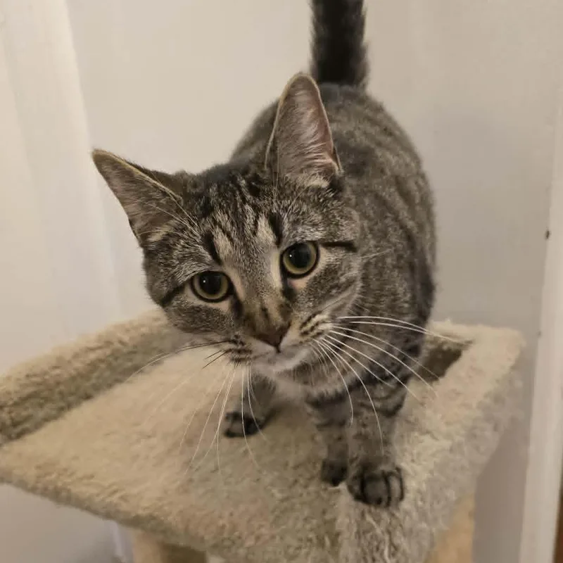 A young medium-sized female Tabby (Buff / Tan / Fawn) Tabby cat named Bridget for adoption in Huntington, NY