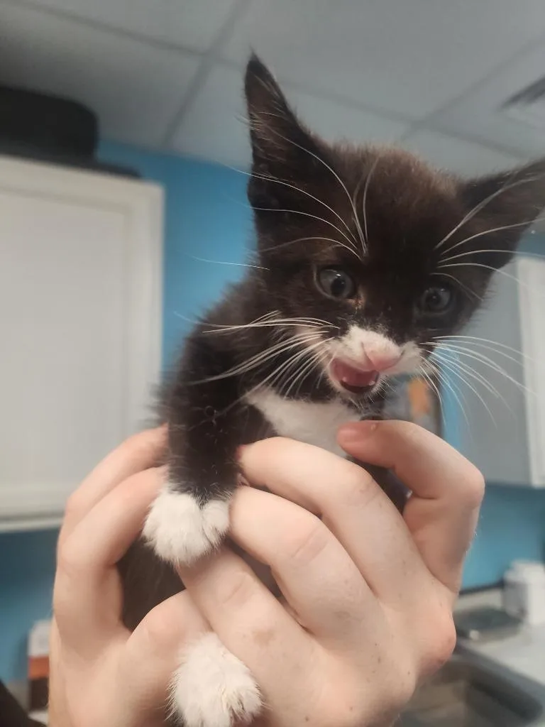 A baby small-sized male Domestic Short Hair cat named Agent for adoption in Maumelle, AR