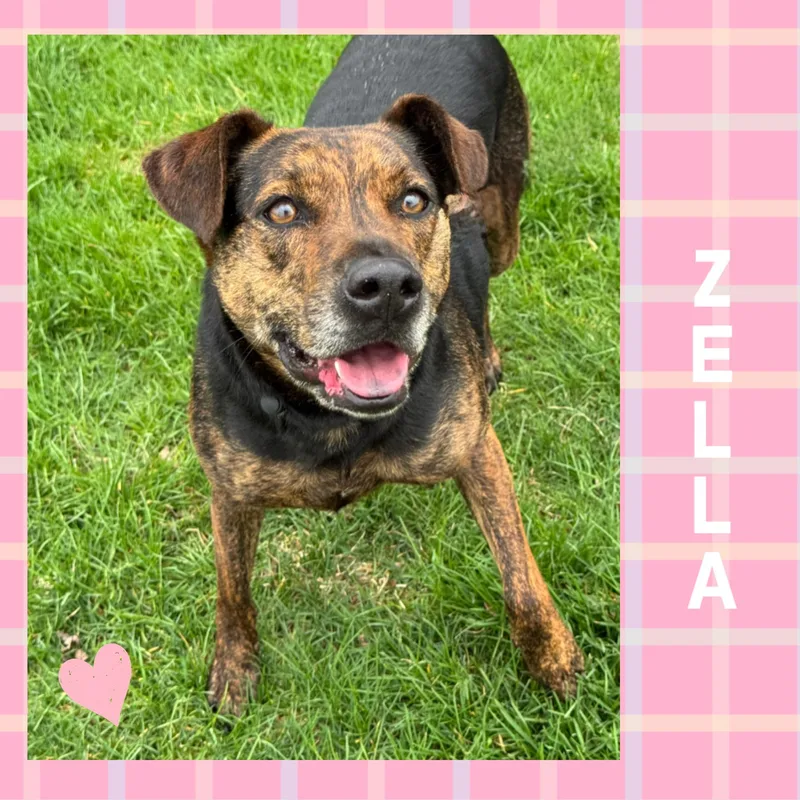 An adult medium-sized female Brindle Labrador Retriever dog named Zella for adoption in Mokena, IL