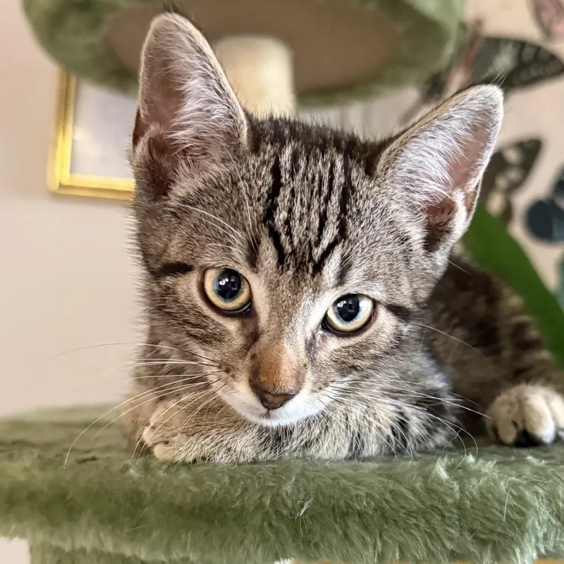 A young medium-sized male Tabby (Brown / Chocolate) Domestic Short Hair cat named Sherman for adoption in Mount Rainier, MD