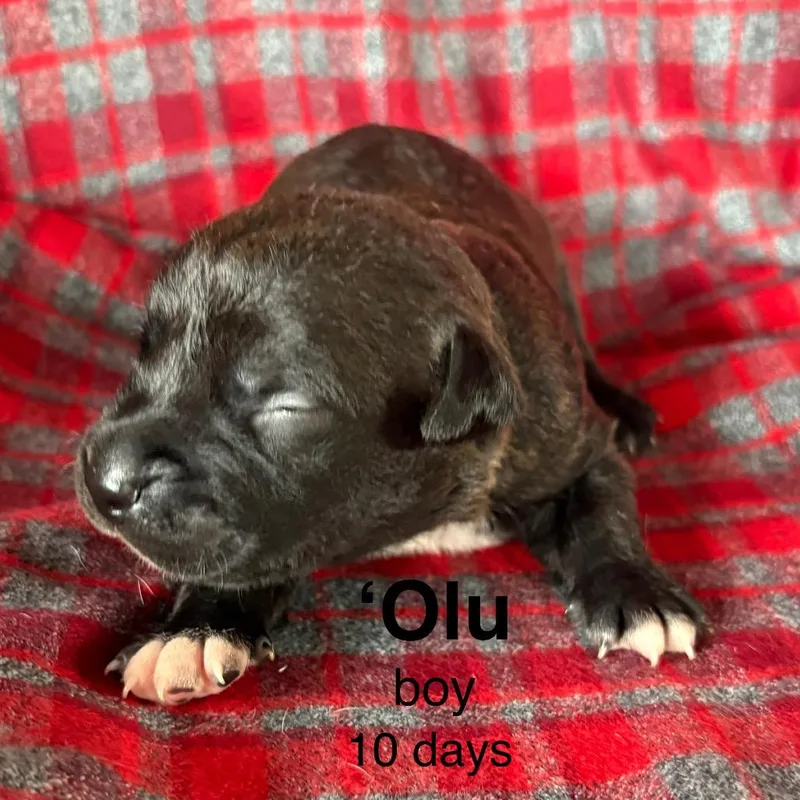 A baby small-sized male Mixed Breed dog named Olu for adoption in Volcano, HI