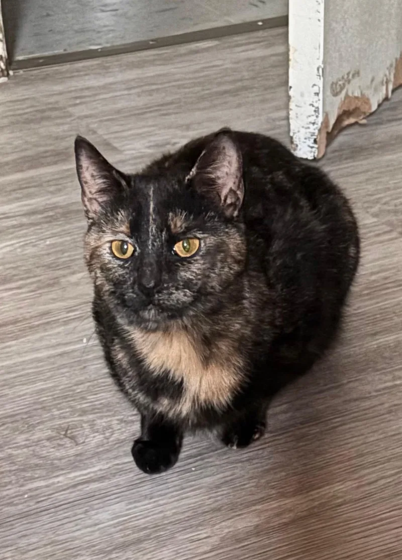 An adult medium-sized female Tortoiseshell Domestic Short Hair cat named Princess for adoption in Greensboro, NC